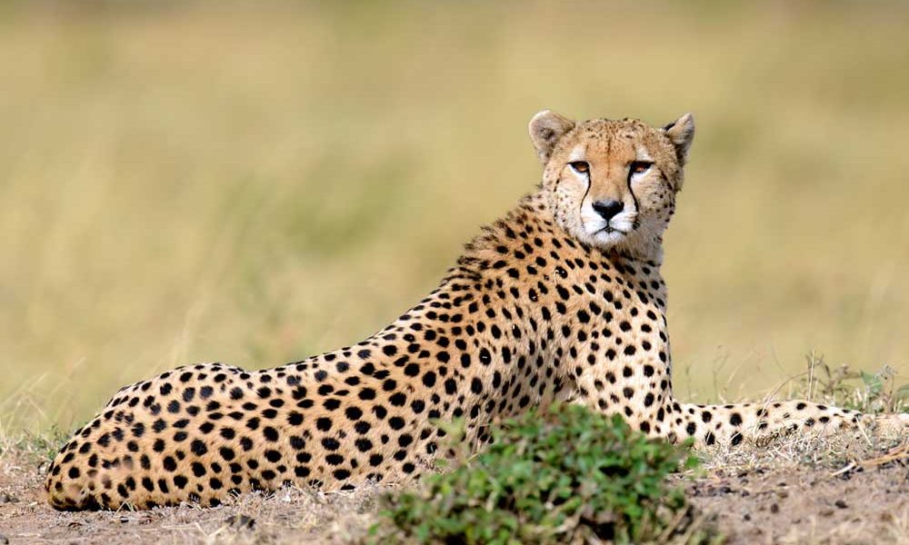 Parque Nacional de Serengeti