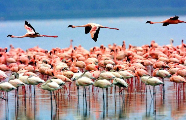 Parque Nacional Lago Manyara