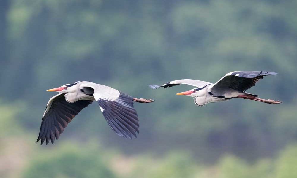 Parque  Nacional Isla Rubondo