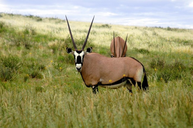 Parque Nacional Mkomazi