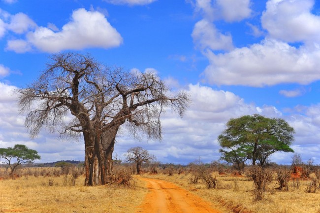 Parque Nacional Tarangire