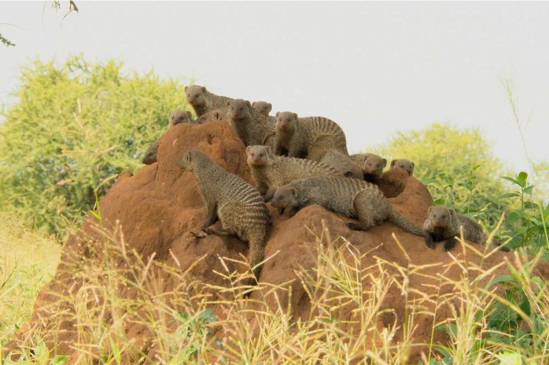 safari-animal-lake-manyara